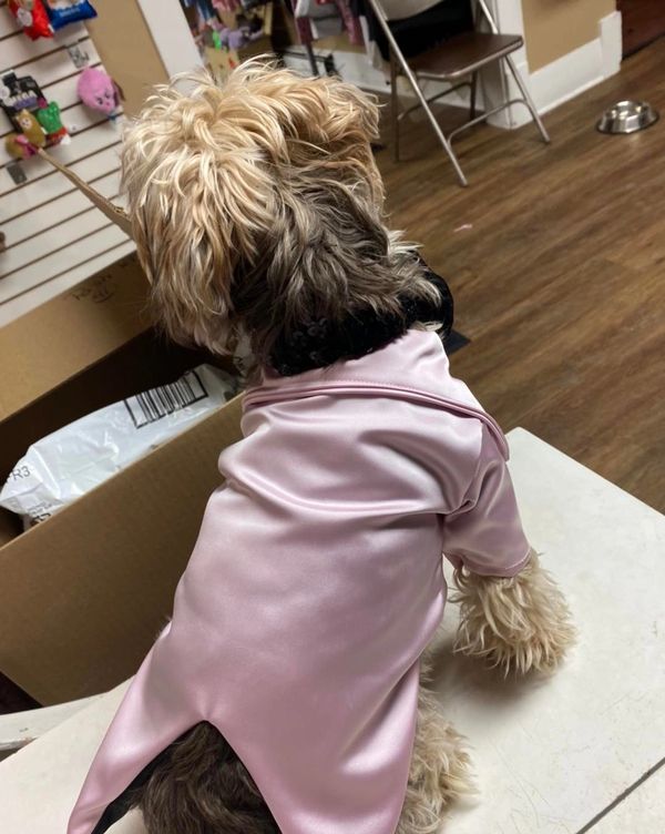 The Posh Pet Boutique Dog Clothes, Dog Boutique